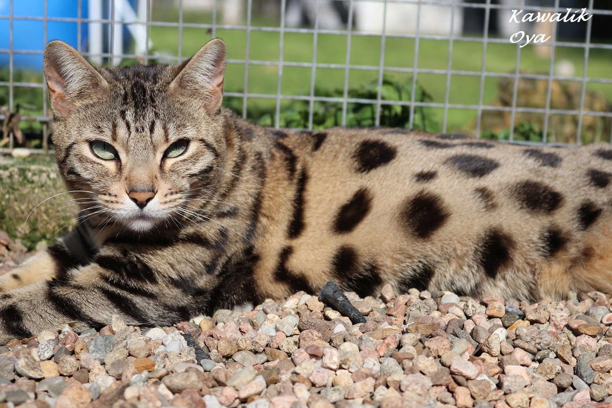 bengal brown spotted tabby